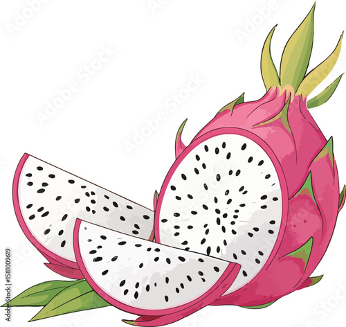 dragon fruit vector illustration