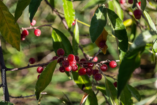 Red sea buckthorn berries close-up. Homemade sea buckthorn berries (lat.Shepherdia argentea). Silver sheffardia berries, or Buffalo berries (Latin. Shepherdia argentea), ripen under the autumn sun.
