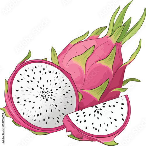 dragon fruit vector