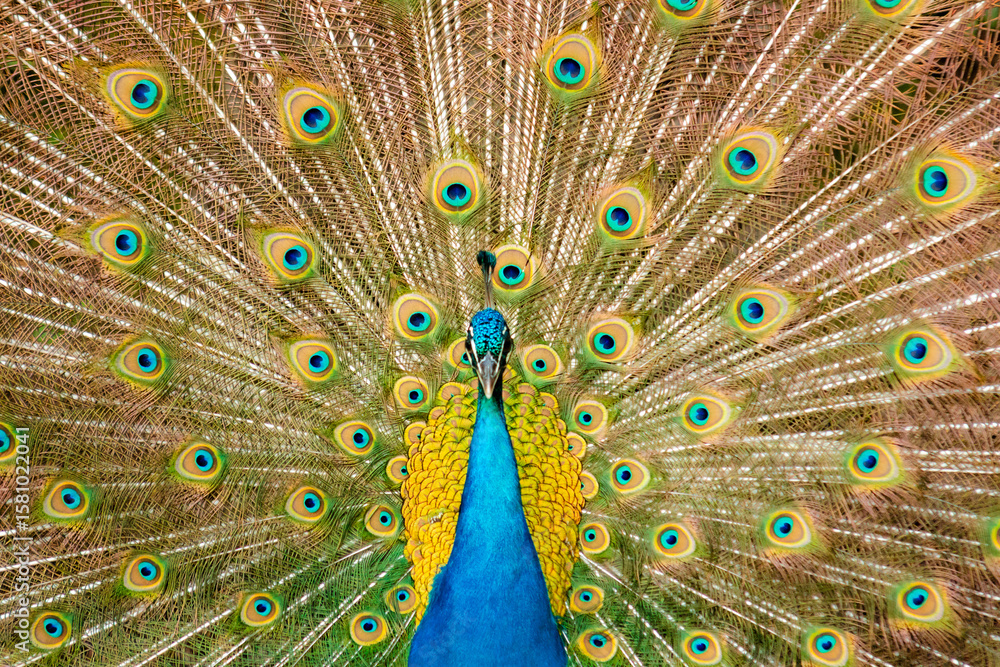 Fototapeta premium peacock with feathers