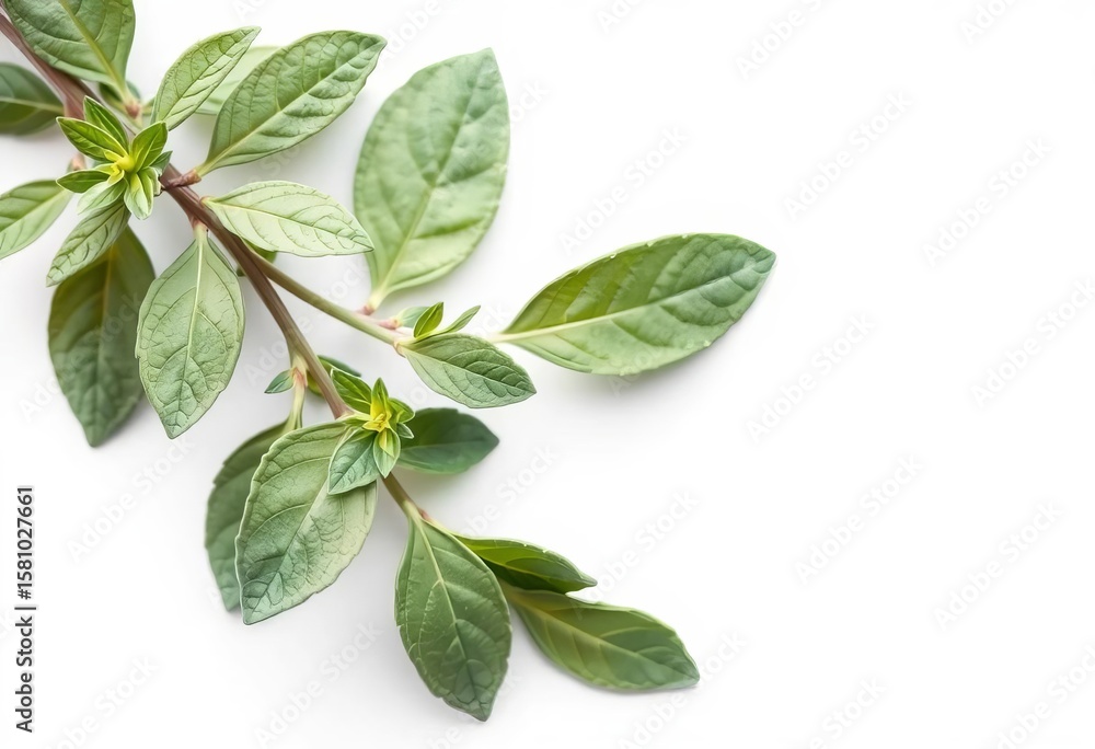Fototapeta premium A sprig of fresh sage leaves, isolated on pure white, spice, macro