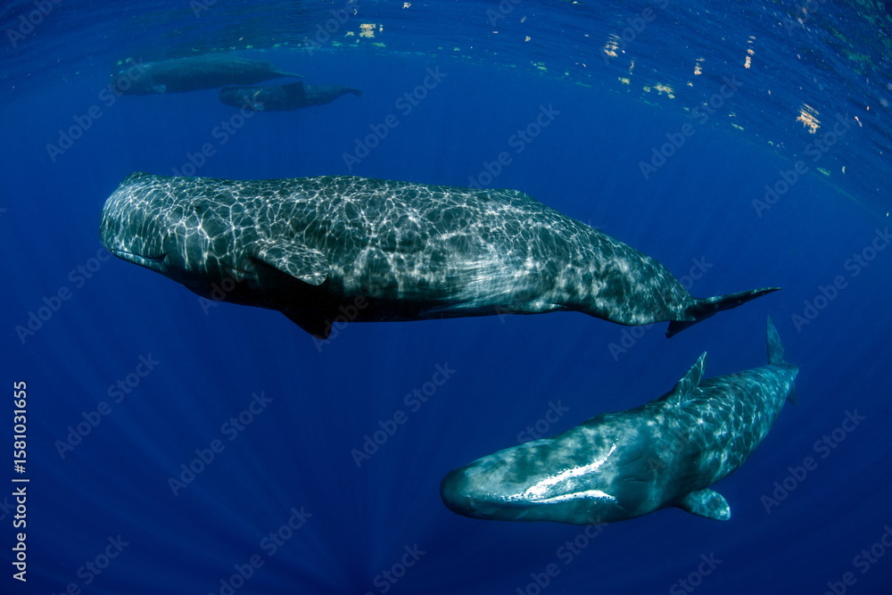 Naklejka premium Sperm Whale swimming in Dominica waters (photo taken under Dominica permit)