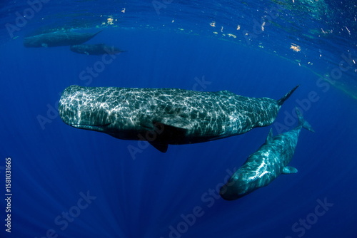 Sperm Whale swimming in Dominica waters (photo taken under Dominica permit)