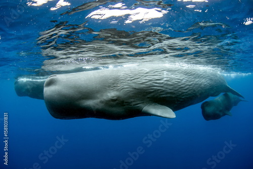Sperm Whale swimming in Dominica waters (photo taken under Dominica permit)