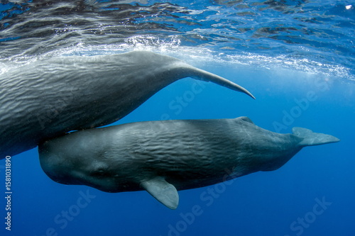 Sperm Whale swimming in Dominica waters (photo taken under Dominica permit)