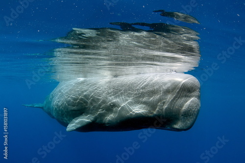 Sperm Whale swimming in Dominica waters (photo taken under Dominica permit)