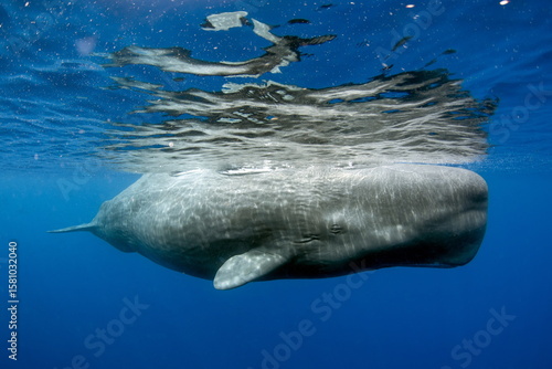 Sperm Whale swimming in Dominica waters (photo taken under Dominica permit)