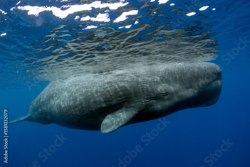Sperm Whale swimming in Dominica waters (photo taken under Dominica permit)