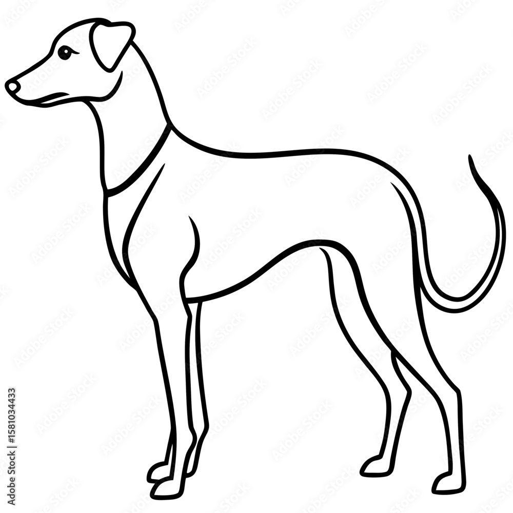 Fototapeta premium Elegant greyhound dog standing profile silhouette isolated on white background