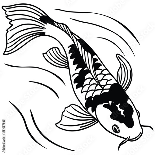 Elegant Black and White Koi Fish Swimming Gracefully in Water