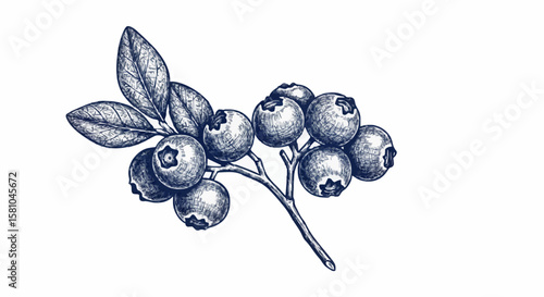 blueberries porcelain decoration design (dark blue)