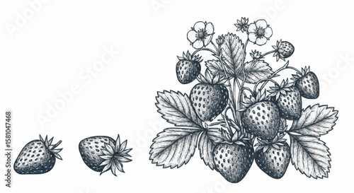 Strawberries porcelain decoration design (dark grey)