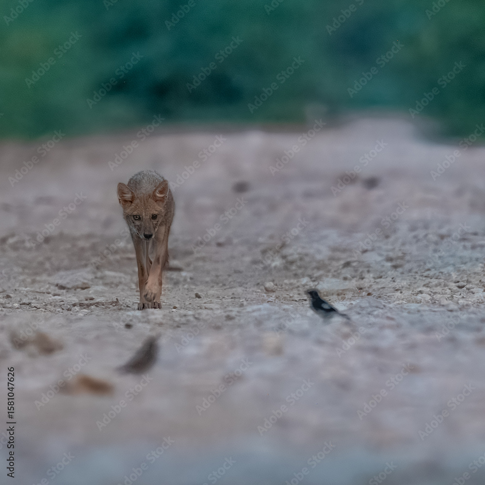 Obraz premium Young Golden Jackal Canis aureus intently watching Pied Bushchats Saxicola caprata in Pakistan grasslands. Curious predator-prey interaction showcasing wild behavior