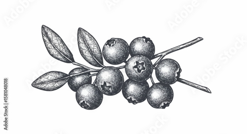 Blueberries porcelain decoration design (dark grey)