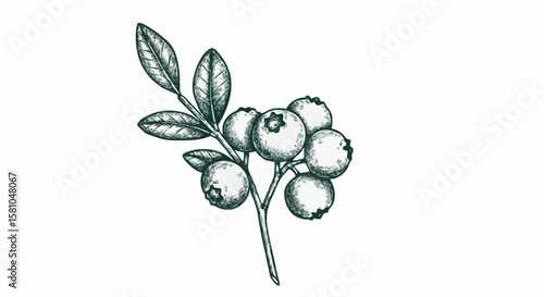 Blueberries porcelain decoration design (dark green)