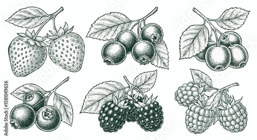 Strawberries, raspberries, blueberries, and blackberries porcelain decoration design (dark green)