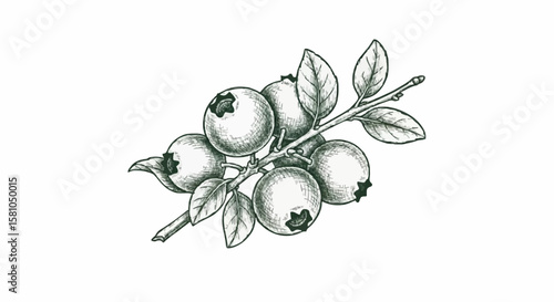 blueberries porcelain decoration design (dark green)