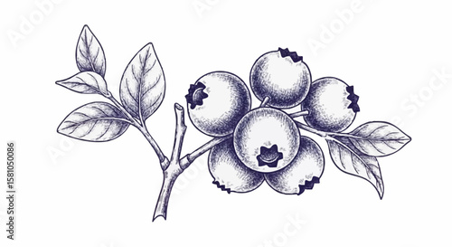 blueberries porcelain decoration design (dark blue)