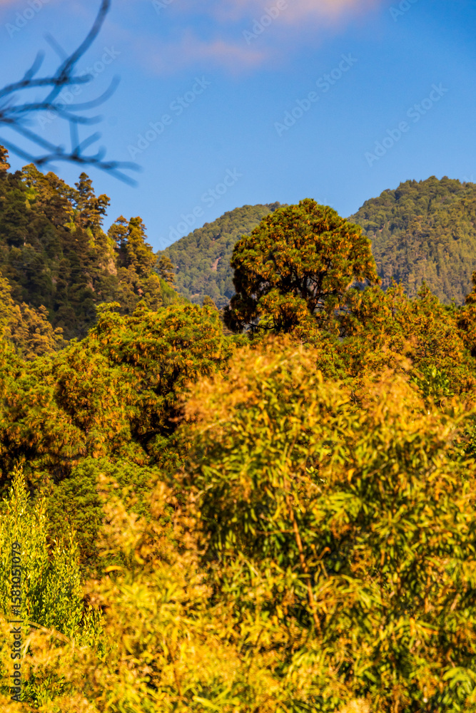 Fototapeta premium Paisaje en la Isla de La Palma, Islas Canarias.