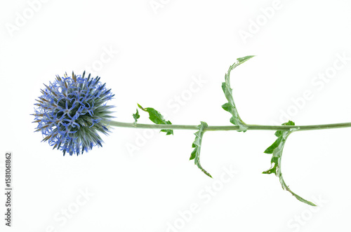 isolated echinops ritro flowering plant on white