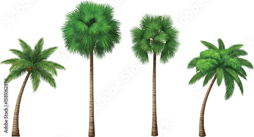 Four palm trees of various species isolated on a transparent background