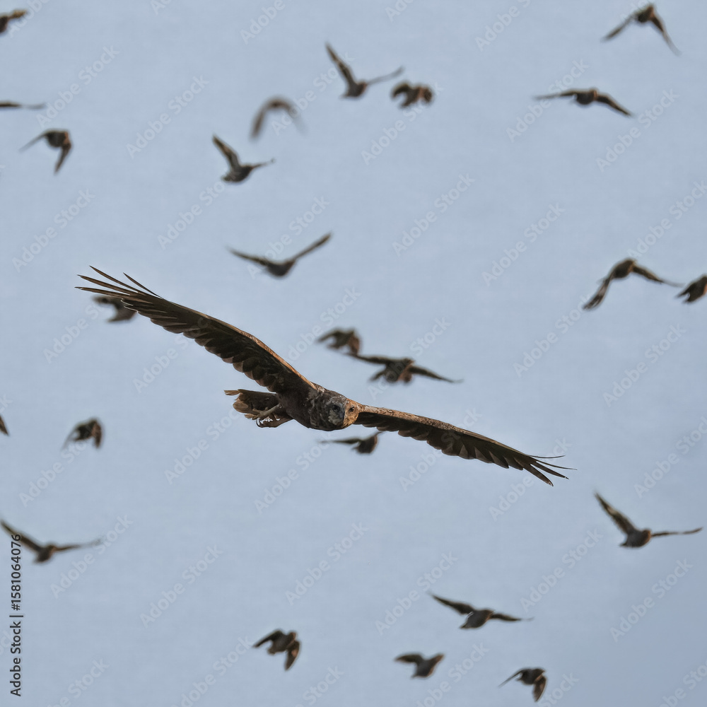 Western Marsh Harrier Circus aeruginosus hunting through flock of Bank Myna and Common Myna in Pakistan wetlands raptor bird of prey nature photography wildlife action Western Marsh Harrier Circus aeruginosus hunting through flock of Bank Myna and Common Myna in Pakistan wetlands raptor bird of prey nature photography wildlife action