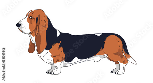 Basset Hound Dog Breed Profile A Comprehensive Guide to This Gentle Companion