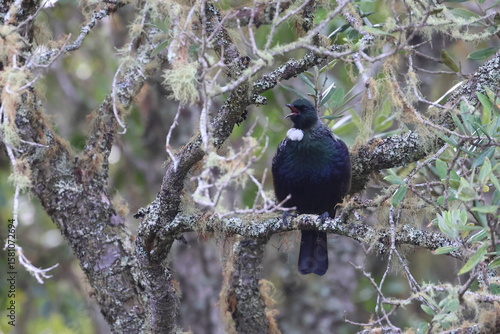 tui