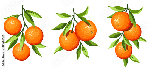 Citrus orange fruit branches isolated on a white background. Set of vector illustrations