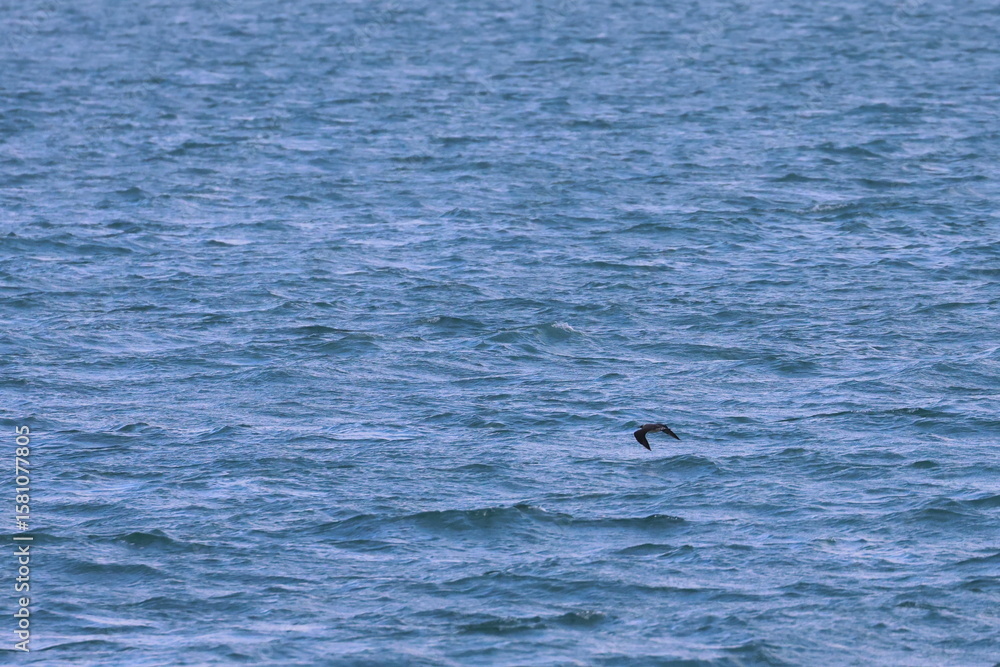 Naklejka premium parasitic jaeger