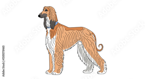 Elegant Afghan Hound Dog Breed Portrait with Distinctive Features and Graceful Stance