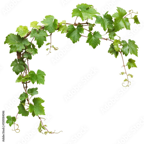 Wallpaper Mural Grapevines, scenic view of grapevines with ripe grapes, isolated on transparent background Torontodigital.ca