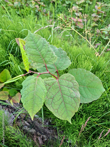 Принти на полотні Fallopia japonica or japanese knotweed plant as invasive exotic weed
