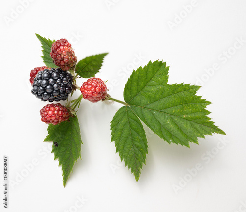 close up of blackberries fruit and leaves on white