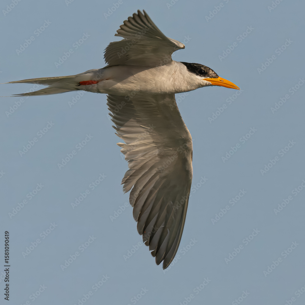 Fototapeta premium River Tern Sterna aurantia in flight Vulnerable on IUCN Red List of Threatened Birds. Sleek bird black cap yellow bill long wings Rivers lakes Dives for fish graceful flight