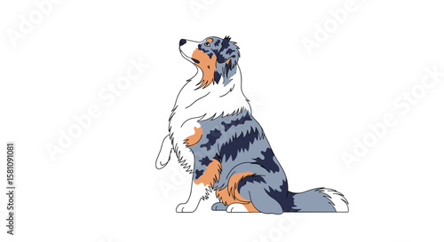 Adorable Australian Shepherd Dog Sitting Patiently Waiting for Command Focused Attention Energetic Canine Companion