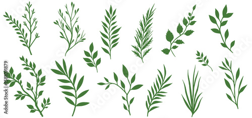 Fresh herbal leaves and twigs from tropical plants in a botanical illustration