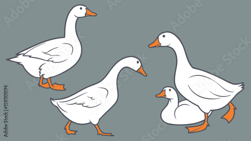 Vector art of a group of four white geese with orange beaks and legs on a grey background