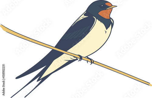 Vector art of a swallow bird with blue, black, white, and orange plumage perched on a branch