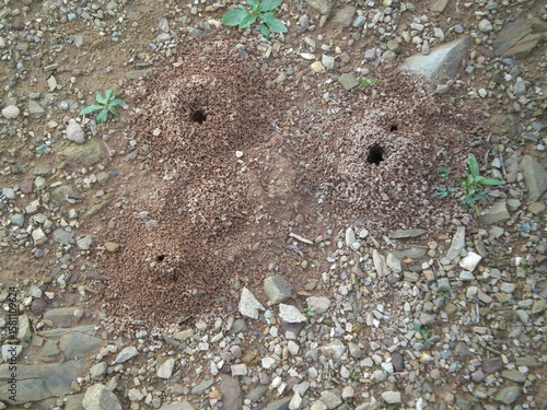 Ant Nest
