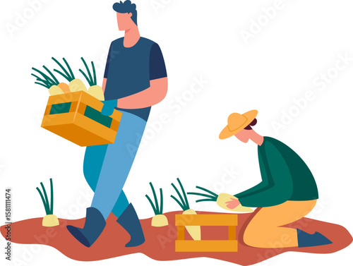 Farmers are harvesting parsnips and putting them inside wooden boxes, working on the field during harvest time, agriculture and farming concept