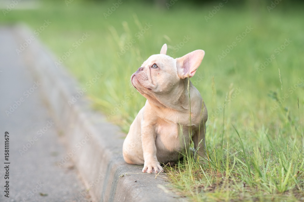 Fototapeta premium Portrait of a beautiful purebred French Bulldog puppy in the park.