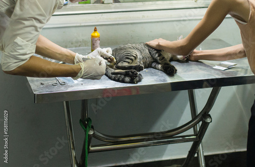 Surgical castration of a brown cat at a public veterinary clinic in Vietnam