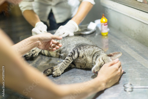 Surgical castration of a brown cat at a public veterinary facility in Vietnam