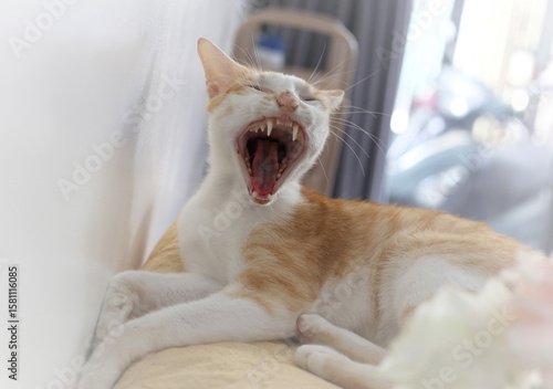 The yawn of a 