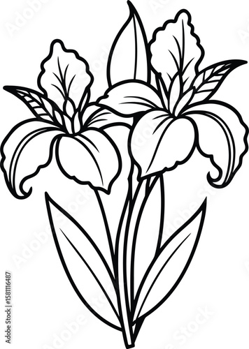 Iris flowers with long leaves and stems simple black and white drawing