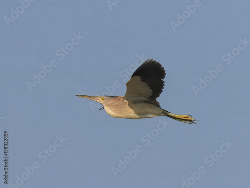 Yellow Bittern Ixobrychus sinensis summer breeding visitor to Pakistan wetlands Indus River swamps secretive waterbird wildlife conservation climate change biodiversity birding photography