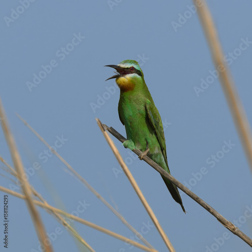 Blue-cheeked Bee-eater Merops persicus colorful migratory bird insect hunter in flight Pakistan wetlands South Asia wildlife nature photography birding conservation avian fauna