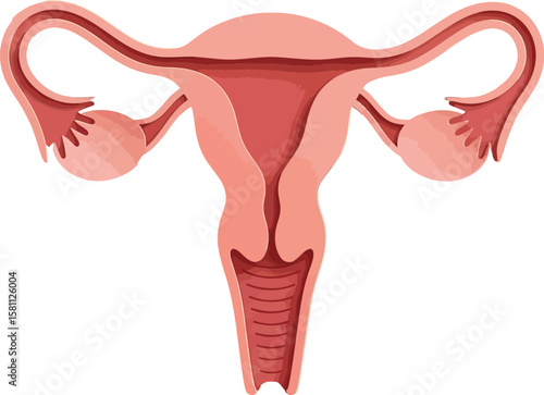 Uterus illustration showcases female reproductive system health and anatomy.