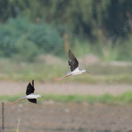 Black-winged Stilt Himantopus himantopus elegant long legged wader Pakistan wetlands mudflats shoreline striking black white plumage waterbird wildlife conservation longest legs bird